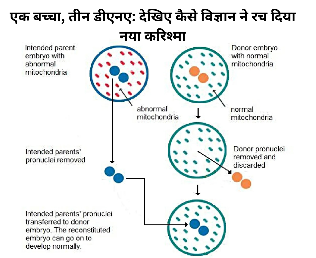 Step-by-step diagram showing the three-parent IVF technique using mitochondrial donation to prevent genetic diseases